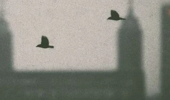 crows flying against a London skyline