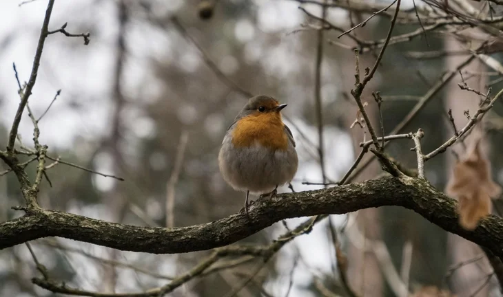 a robin 