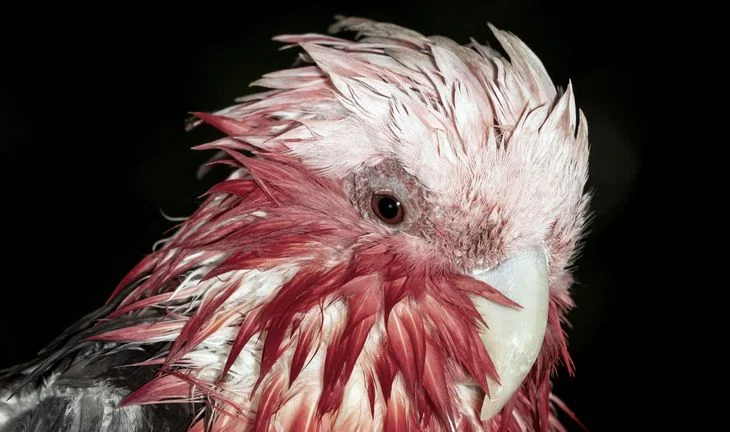 a wet parrot