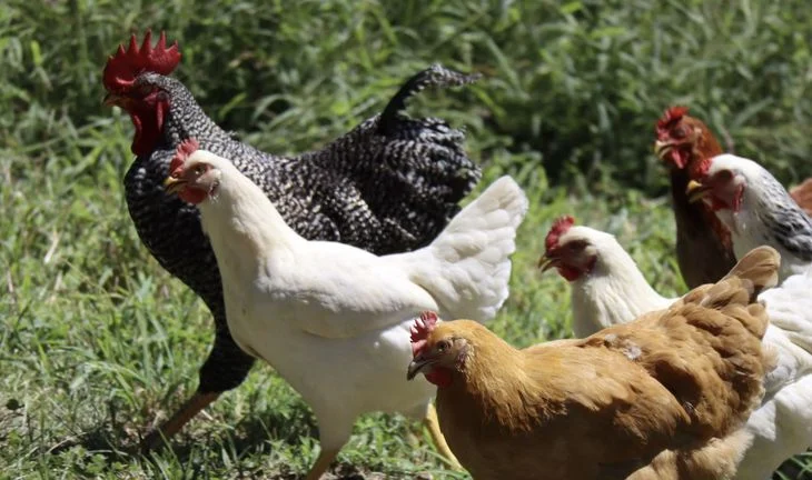 some chickens running, led by a big black cockerel