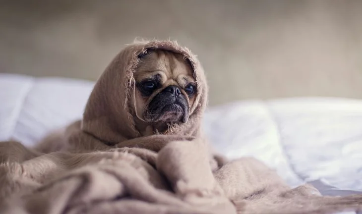 sad pug