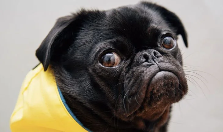 An unhappy dog 