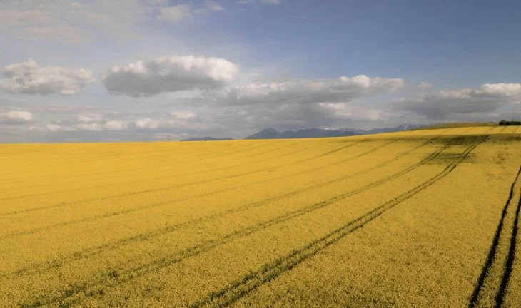 oilseed rape field 