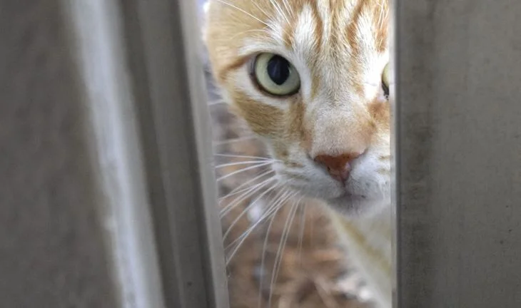 a cat looking through a door 