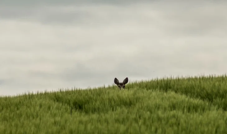 A shy deer in long grass 