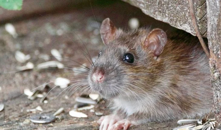 The pest controllers applying for £200k finance jobs