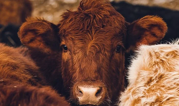 Morning Coffee: JPMorgan banker's Morgan Stanley jump is a sign of the times. Hiring bankers amidst the cows