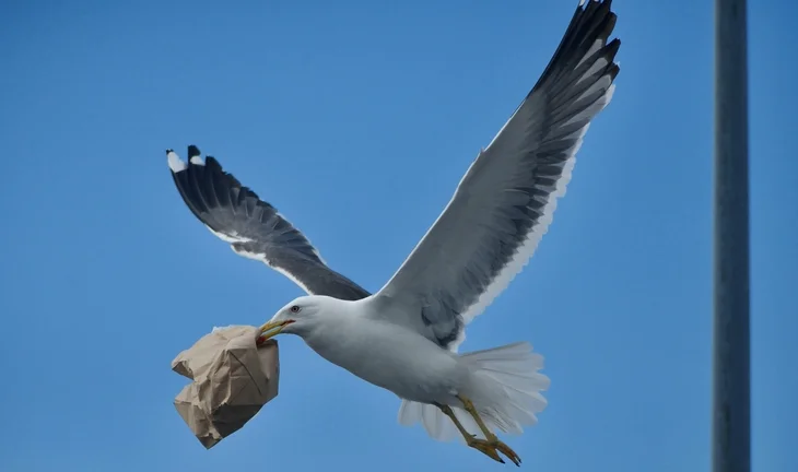 Seagull