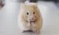 One of Barclays' pet rates traders disappeared and people are wondering why